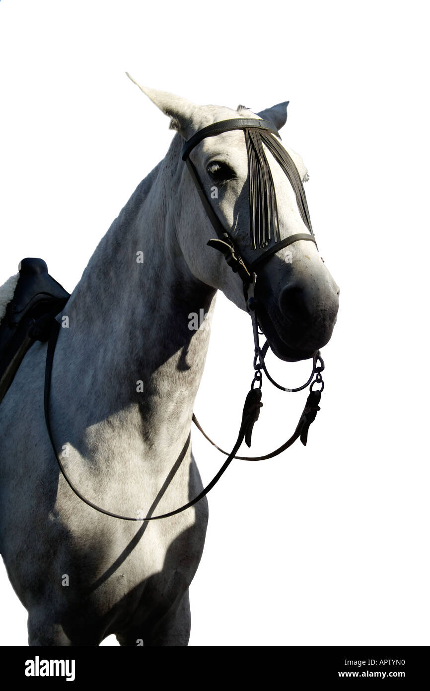 Grey Horse Head Cutout Stock Photo