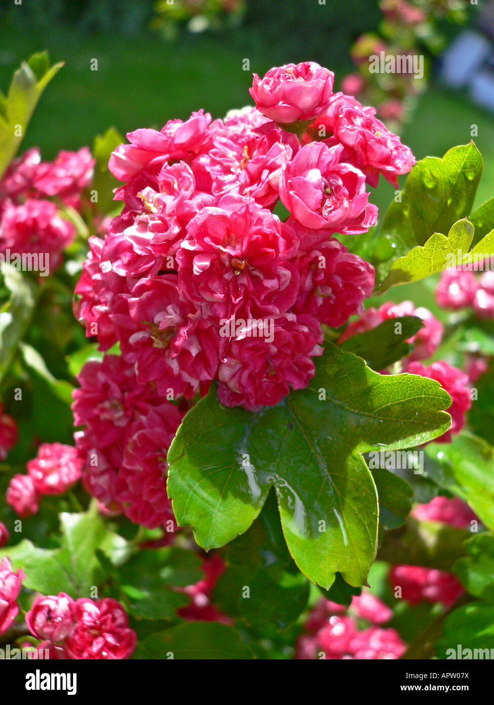 Pink spring blossom on ornamental hawthorn Crataegus lavigata Pauls Scarlet Stock Photo