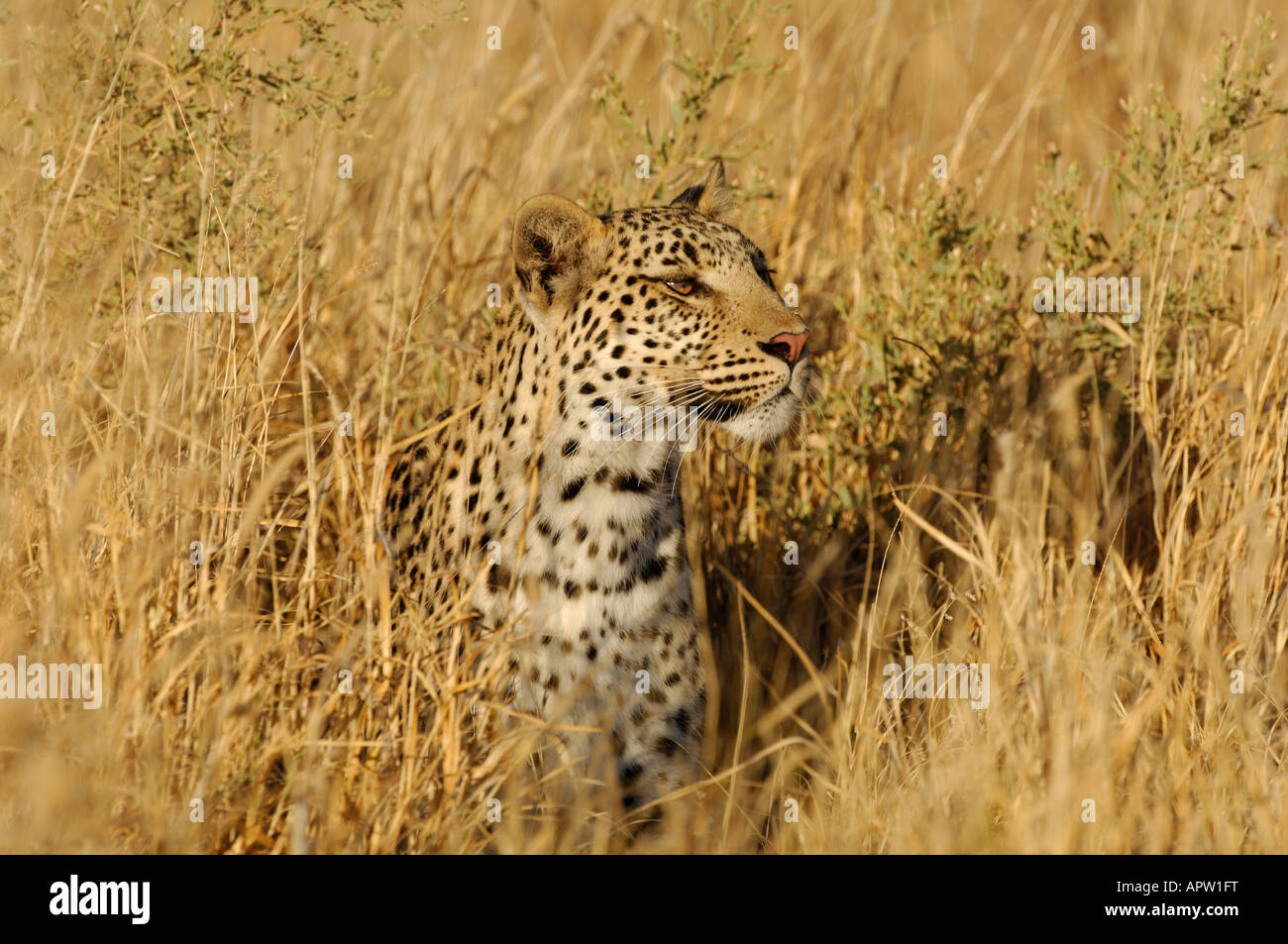 Stock photo of an african leopard sitting in the golden grass, Okavango Delta, Botswana. Stock Photo