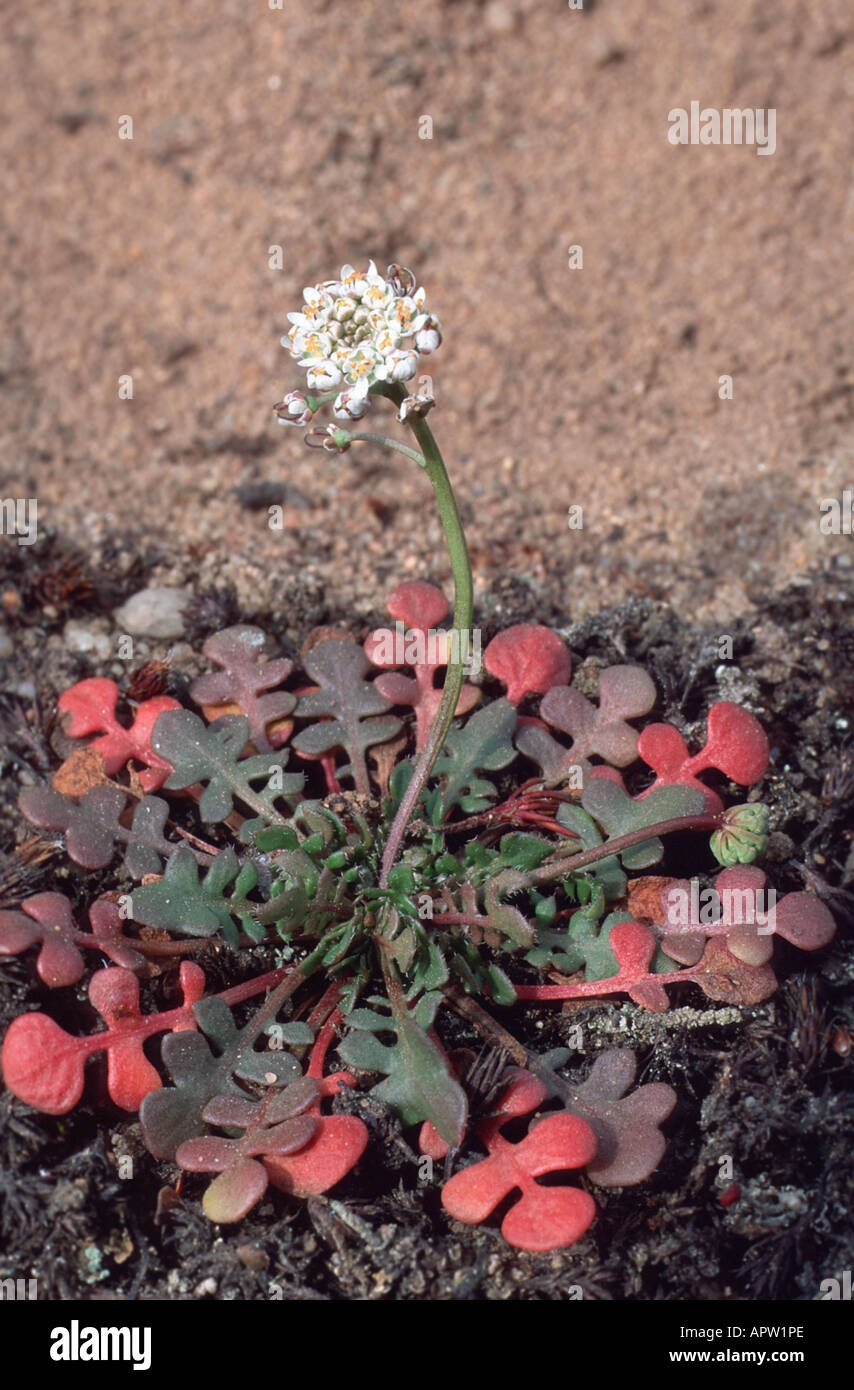 shepherd's cress (Teesdalia nudicaulis), blooming Stock Photo