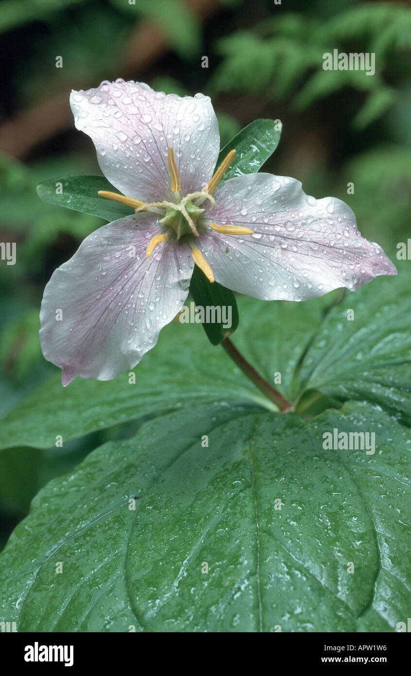 western wakerobin, western trillium (Trillium ovatum), flower, USA, Washington, Olympic National Park Stock Photo