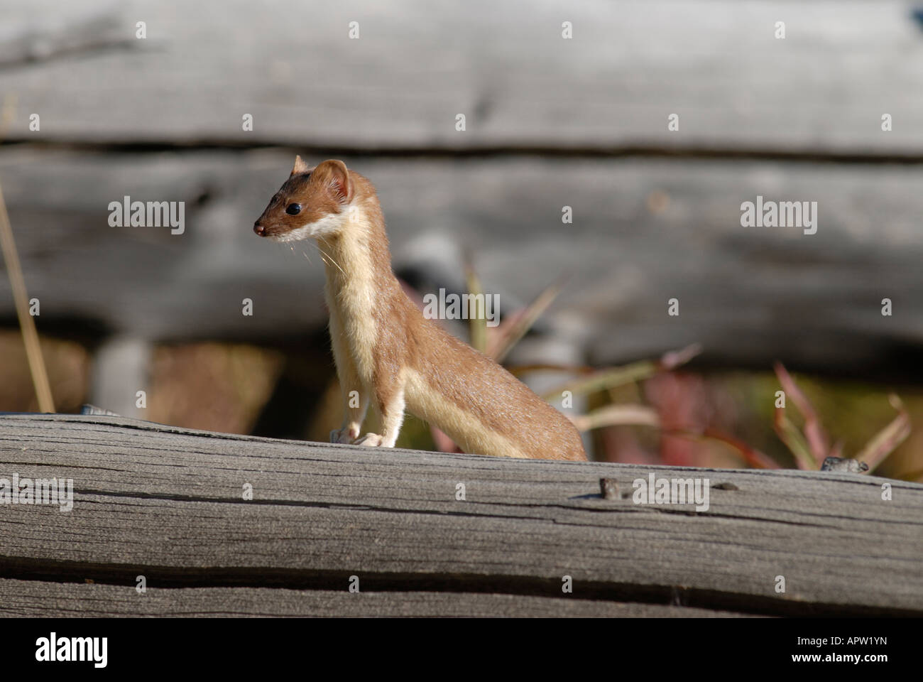 Long tailed weasel (Mustela frenata) standing on a log Yellowstone National Park Stock Photo