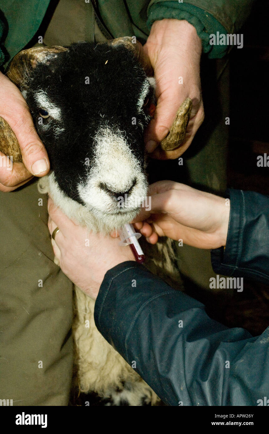 Swaledale ram lamb having blood sample taken off it to test for Scrapie a  genetic disease Cumbria England Stock Photo - Alamy