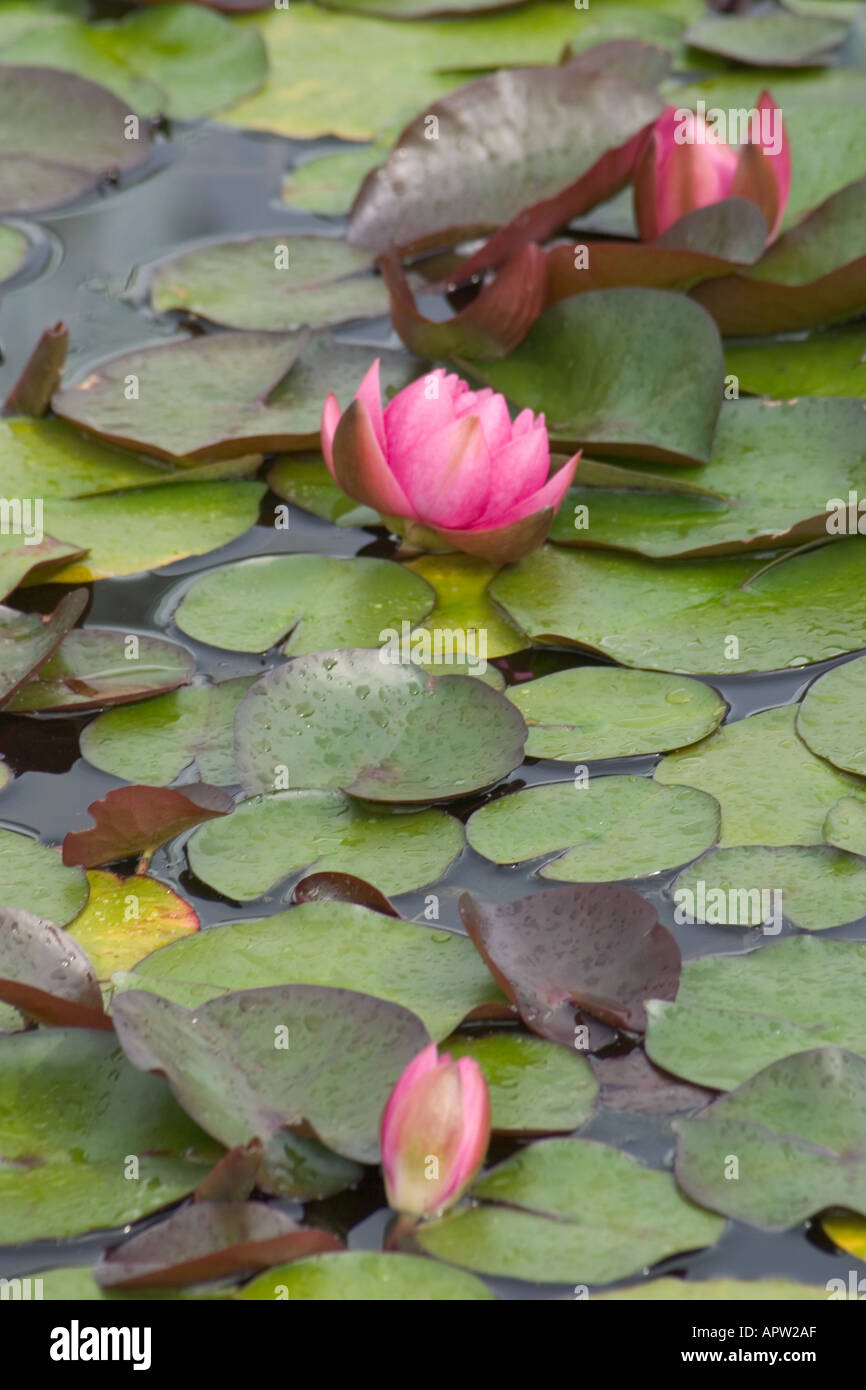 lotus flowers from above Stock Photo Alamy