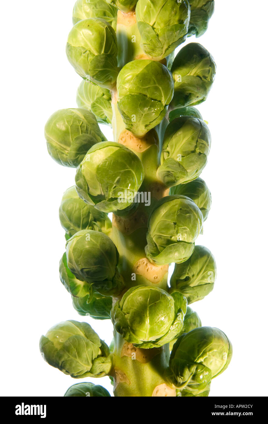 Brussel Sprouts Brassicca attached to stem on white background Stock Photo