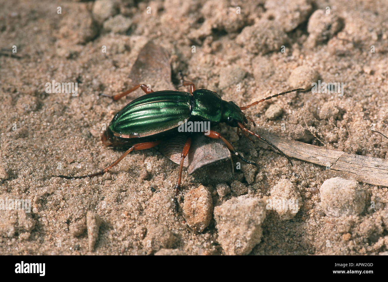 golden ground beetle, gilt ground beetle (Carabus auratus), Germany Stock Photo