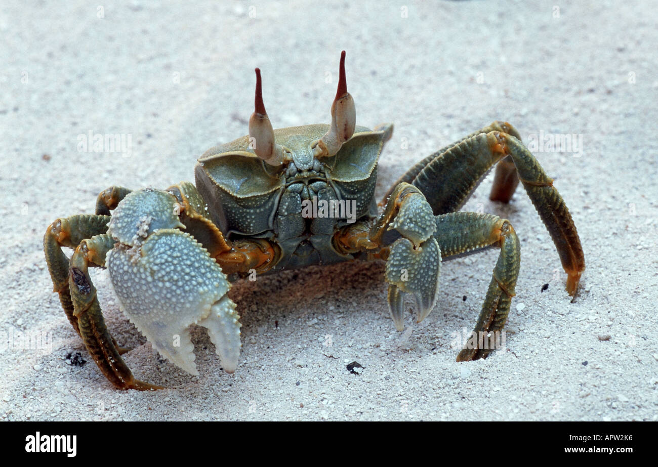 ghost crab, fiddler crab (Ocypodidae, Ocypode saratan oder Botella sulcata), Maldives Stock Photo
