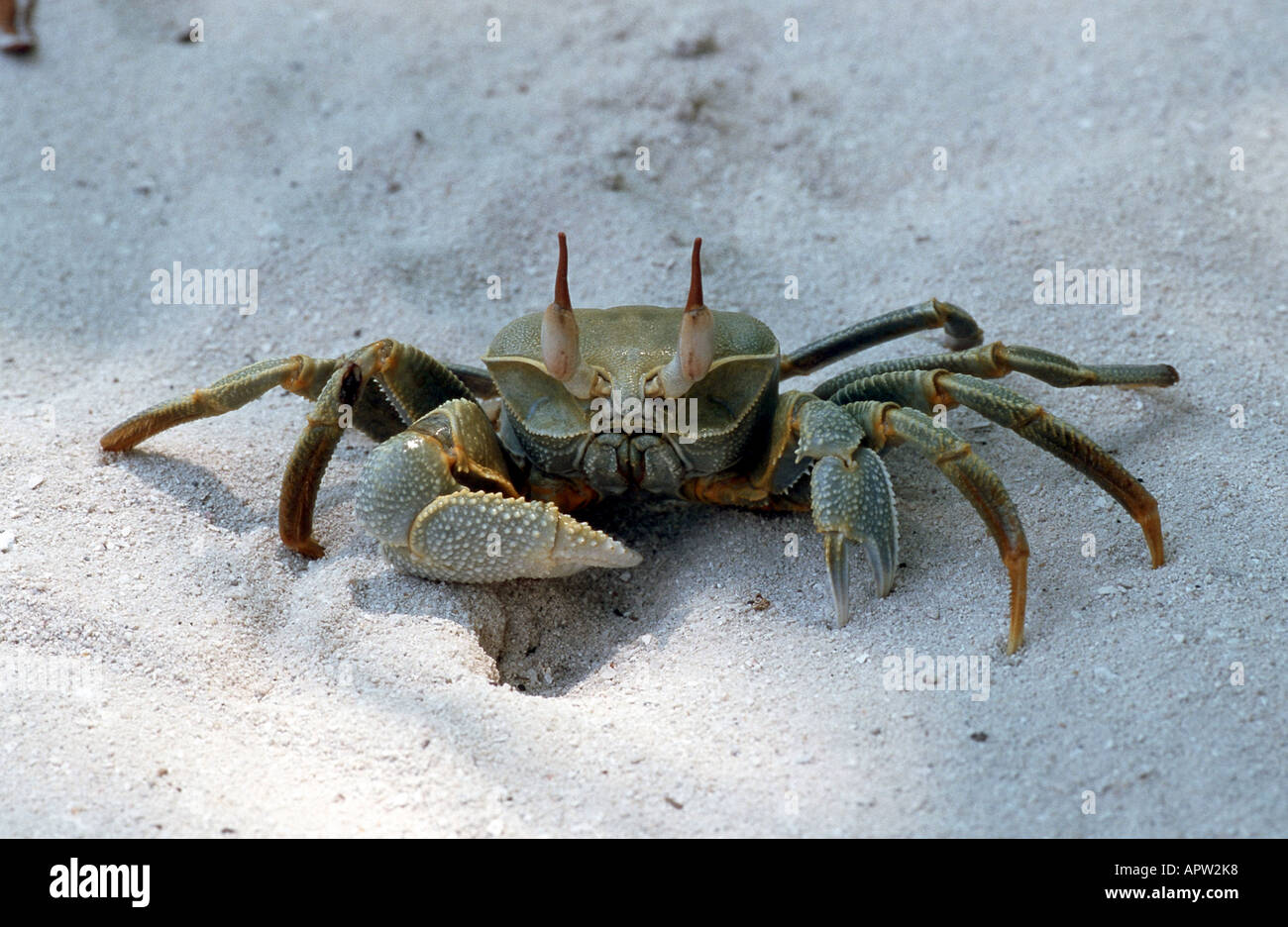 ghost crab, fiddler crab (Ocypodidae, Ocypode saratan oder Botella sulcata), Maldives Stock Photo