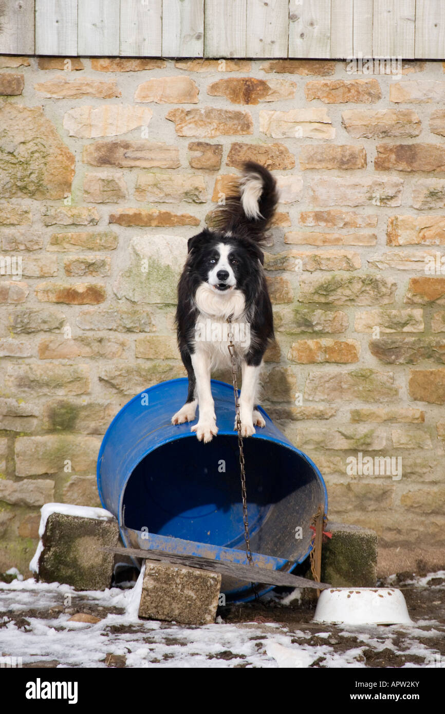 Farm dog barking Stock Photo