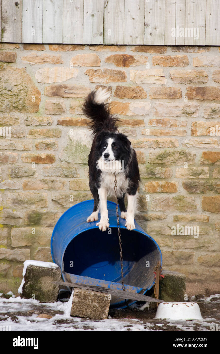 Farm dog barking Stock Photo