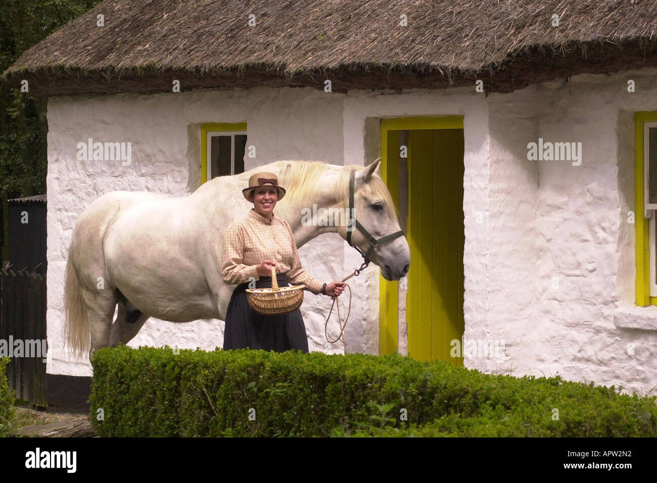 Irish Draught Horse outside a thatched cottage in Ireland Stock Photo