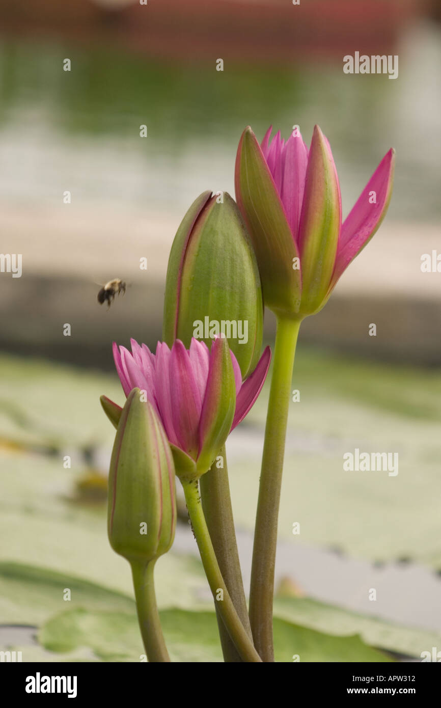 water lily with bee Stock Photo - Alamy