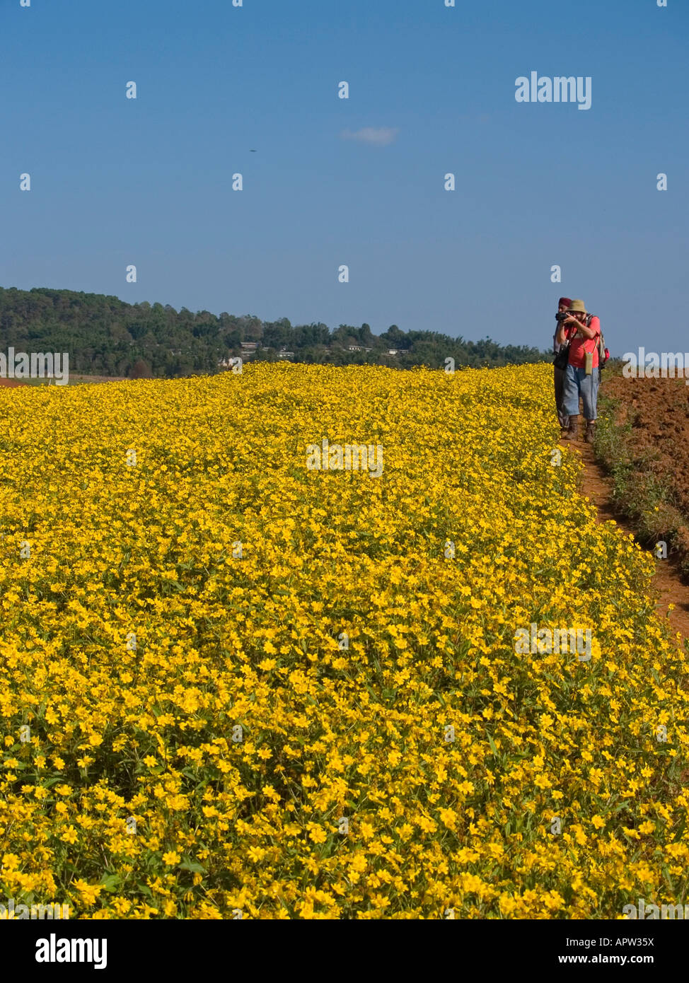 photographer taking photos of sesame flower fields near Inle Lake in ...