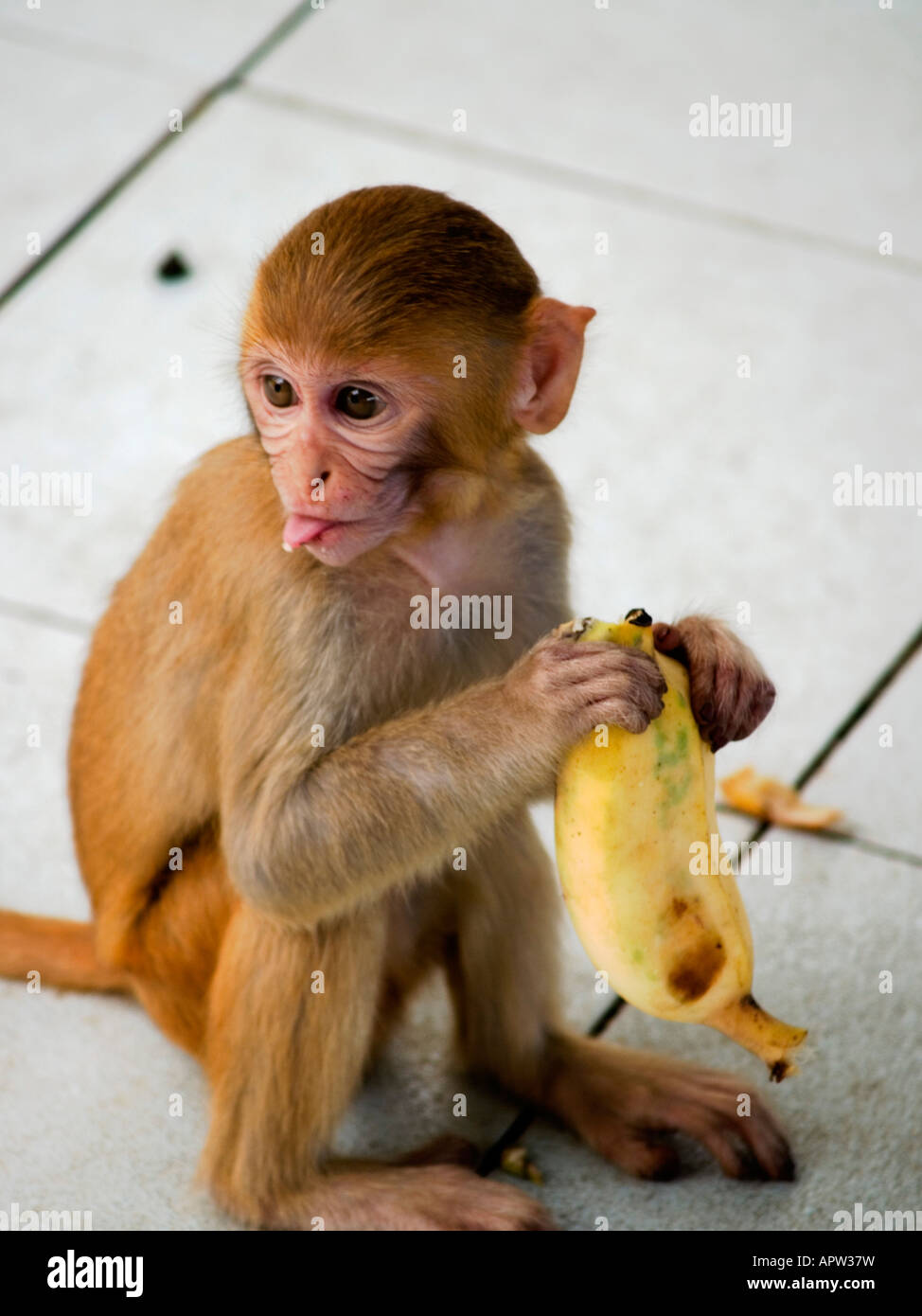 monkey sticking out his tongue Stock Photo Alamy