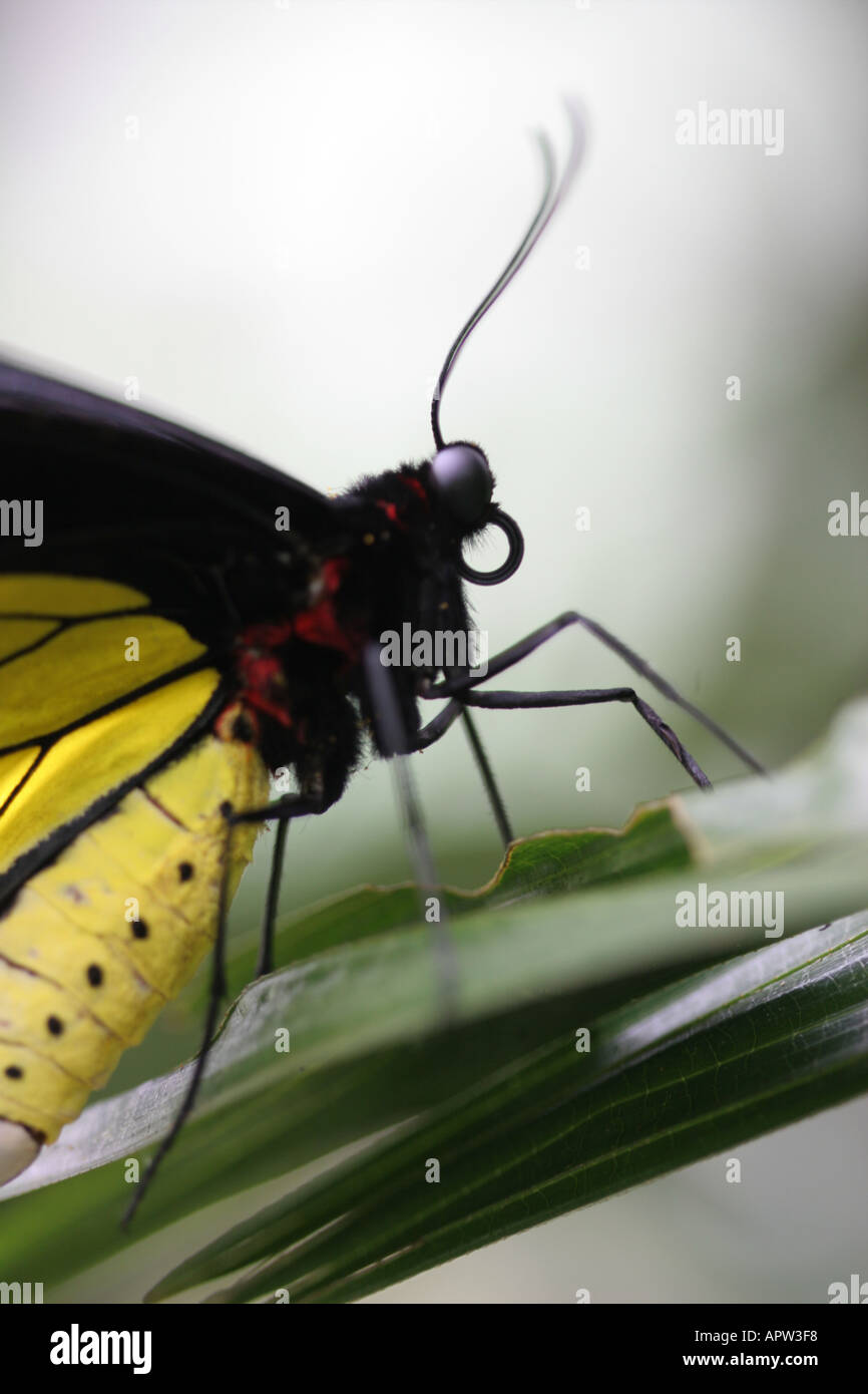 Malaysian butterflies hi-res stock photography and images - Alamy