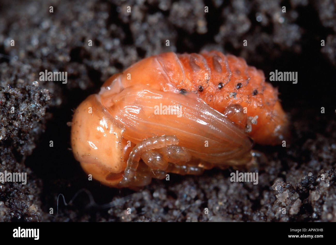 Colorado potato beetle, Colorado beetle, potato beetle (Leptinotarsa