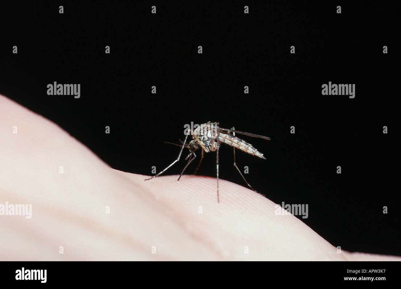 house mosquito, northern common house mosquito, common gnat, house gnat