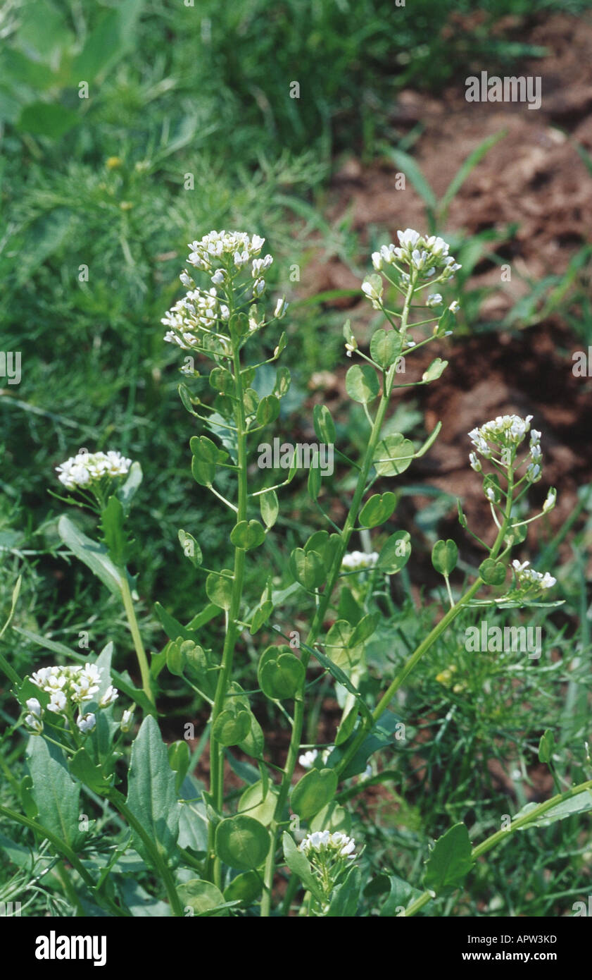 field penny-cress, pennycress (Thlaspi arvense), blooming, Germany, Nievenheim Stock Photo