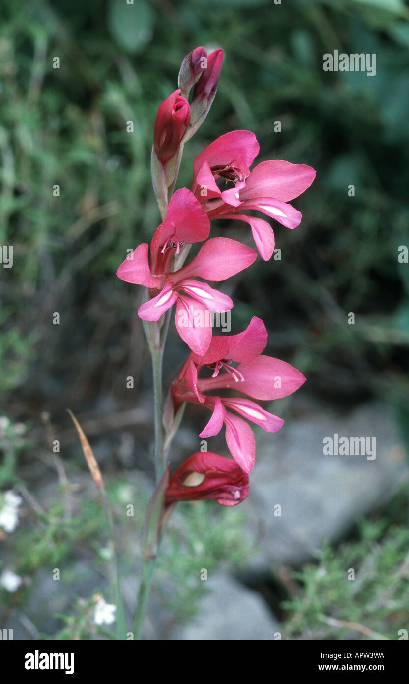 wild gladiolus (Gladiolus illyricus), blooming plant, Portugal Stock Photo