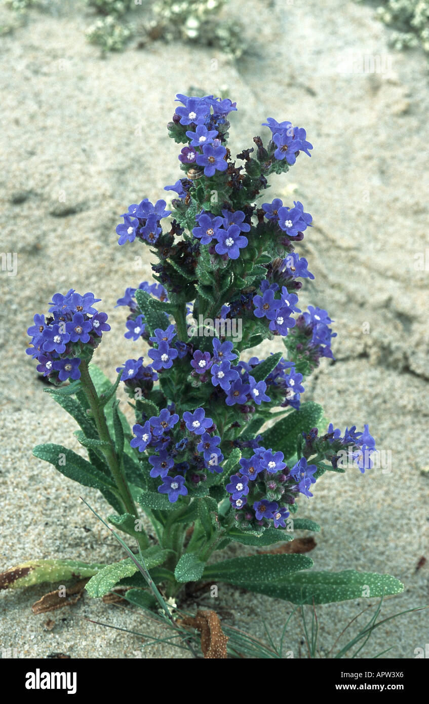 bugloss (Anchusa calcarea), blooming plant at the beach, Portugal, Troia Stock Photo