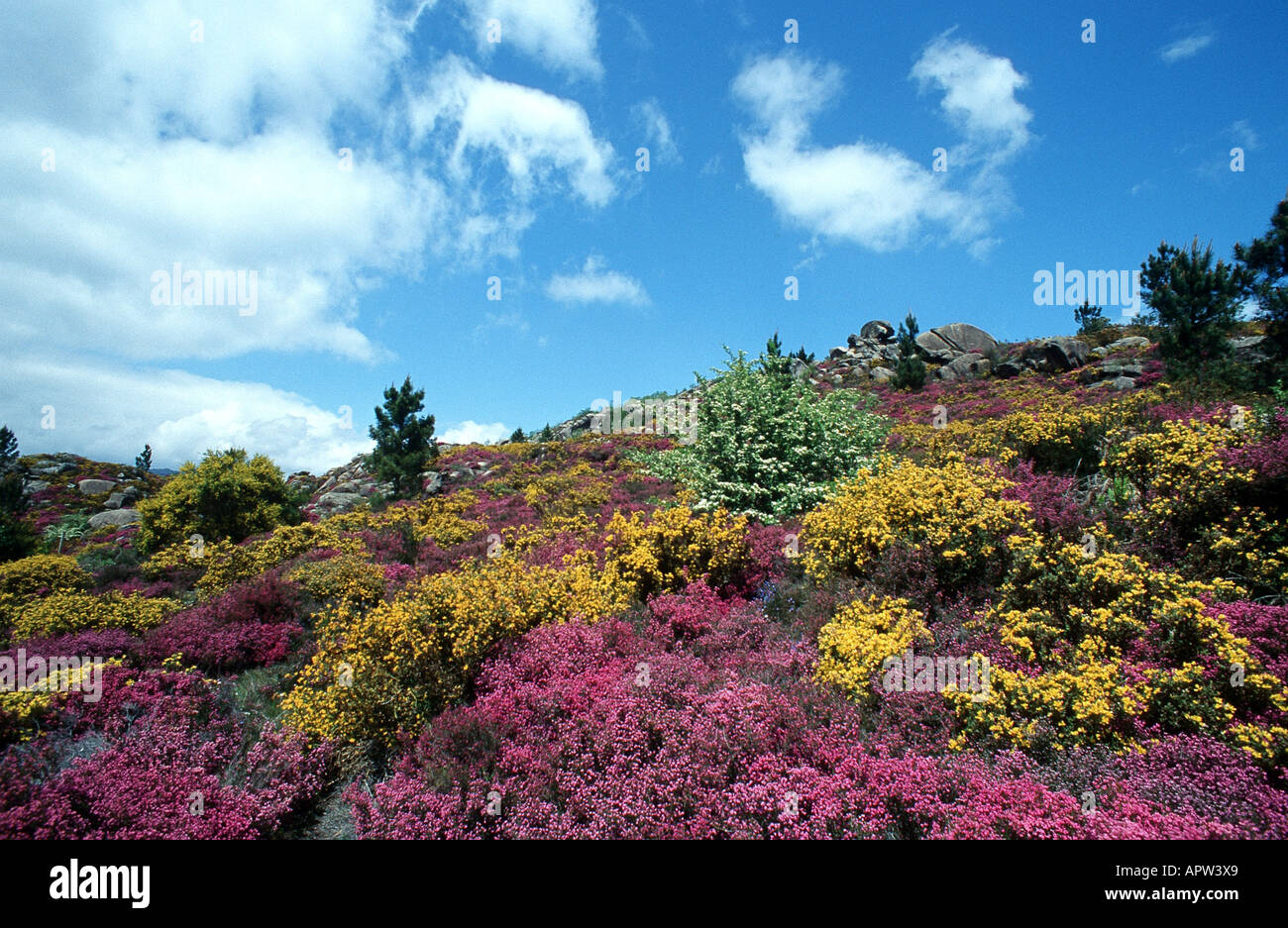 heath with flowering shrubs, Portugal, Nationalpark Peneda Geres Stock Photo