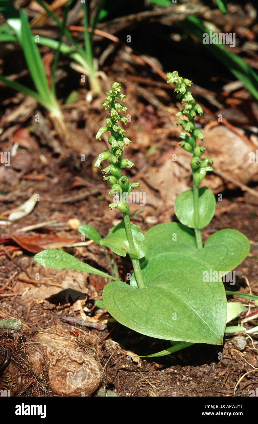 two-leaved gennaria (Gennaria diphylla), two blooming plants, Portugal, Madeira Stock Photo