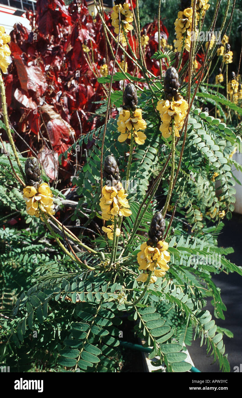 Popcorn Senna, Candle Bush, Golden Wonder (Cassia didymobotrya, Senna didymobotrya), blooming shrub Stock Photo
