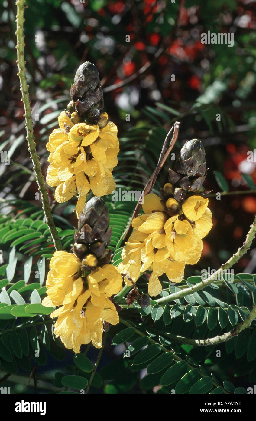 Popcorn Senna, Candle Bush, Golden Wonder (Cassia didymobotrya, Senna