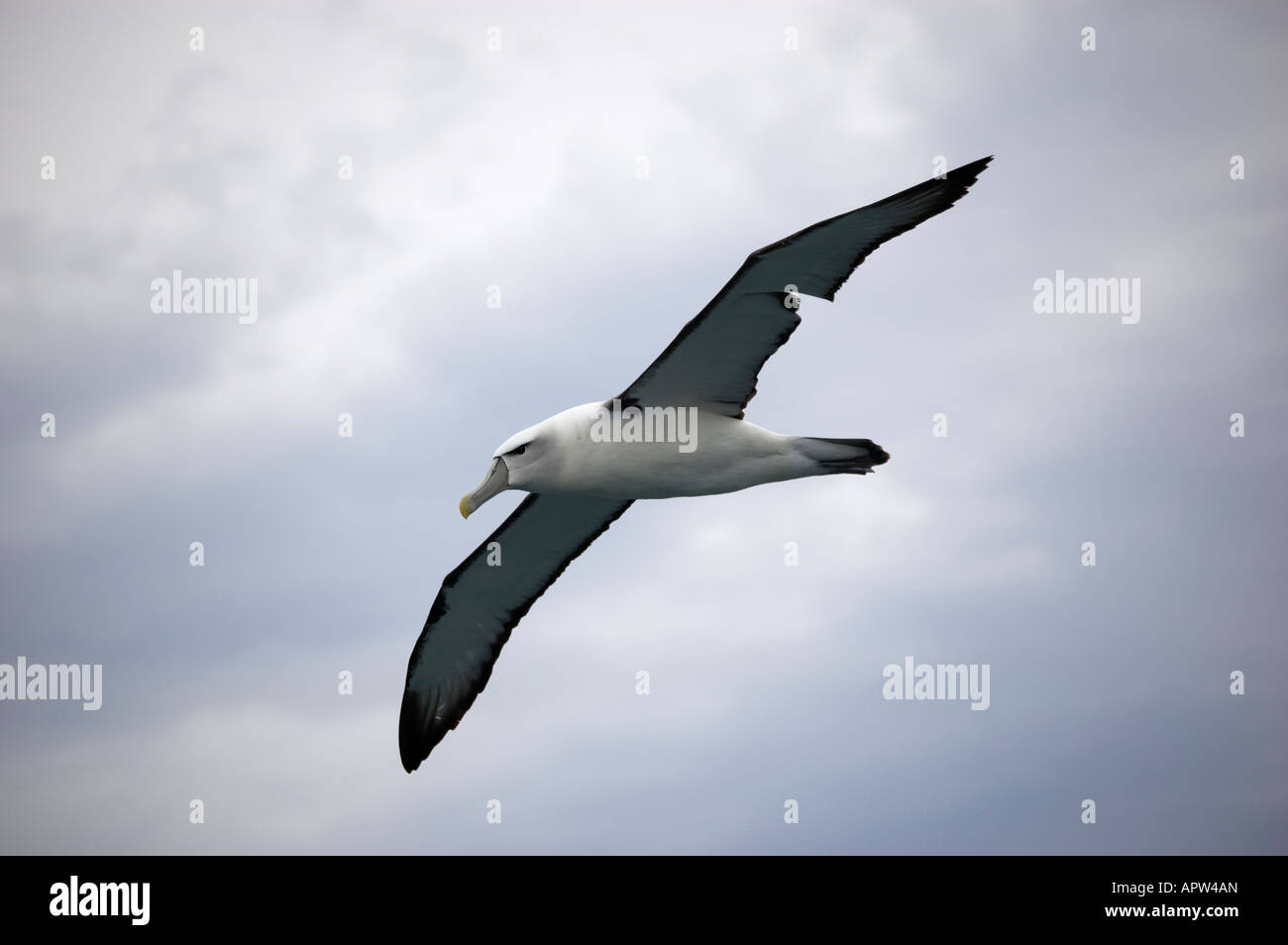 White capped albatross hi-res stock photography and images - Alamy