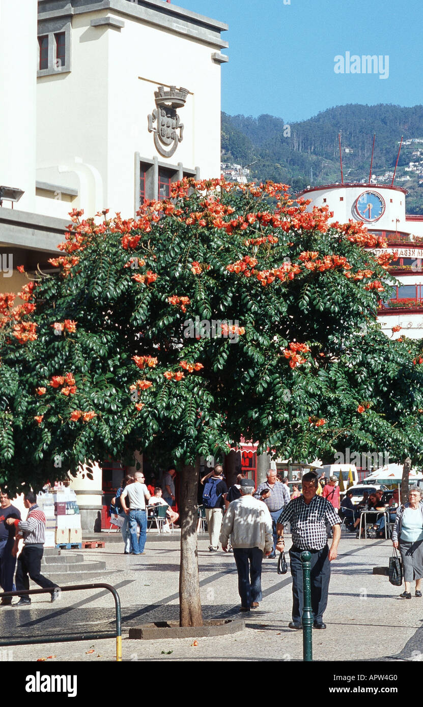flame tree (Spathodea campanulata), blooming tree at the street, Portugal, Madeira Stock Photo