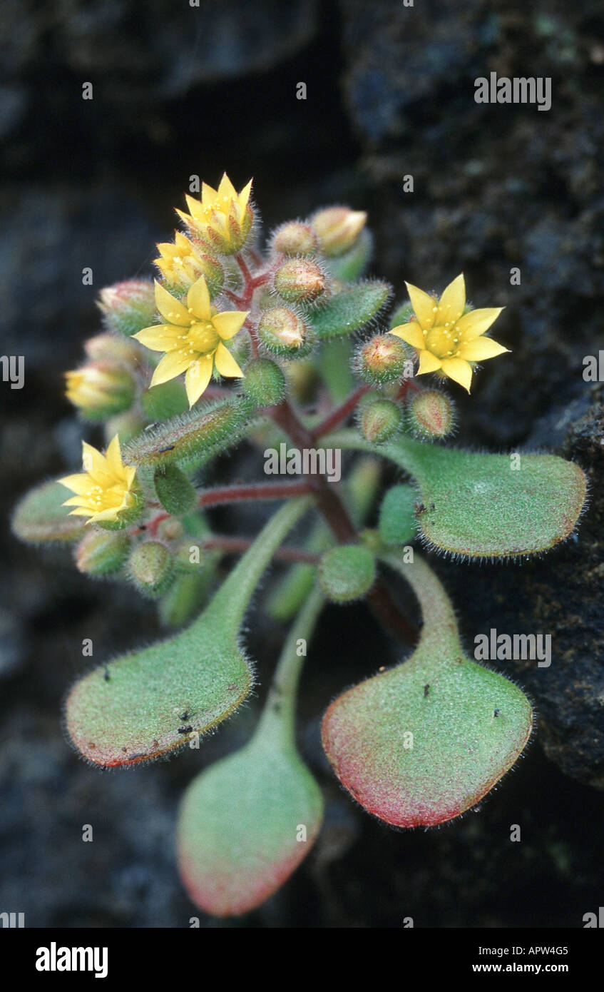 stonecrop, hairy stonecrop (Aichryson villosum), blooming plant, Portugal, Madeira Stock Photo