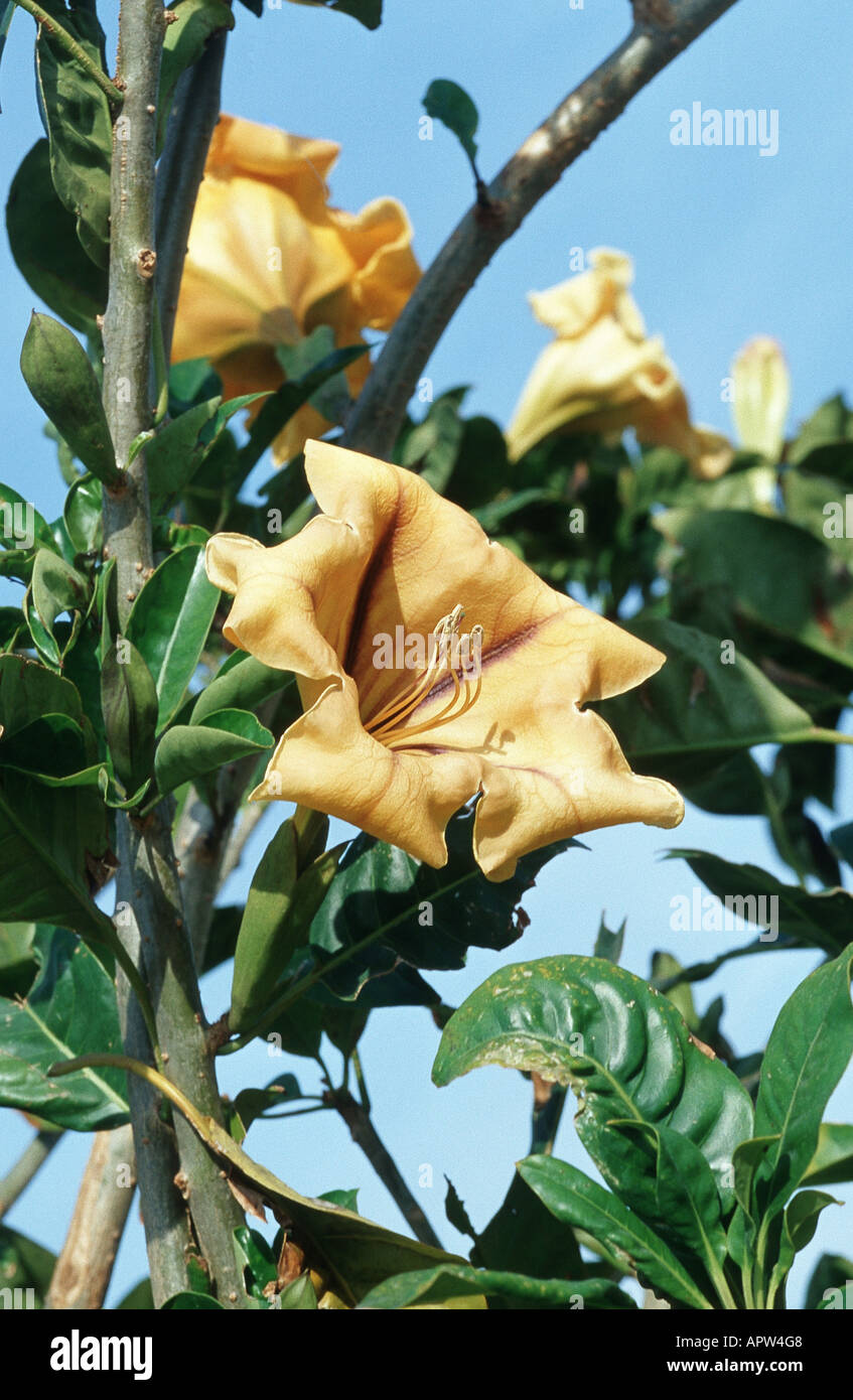 solandra (Solandra nitida), blooming shrub, Portugal, Madeira Stock Photo