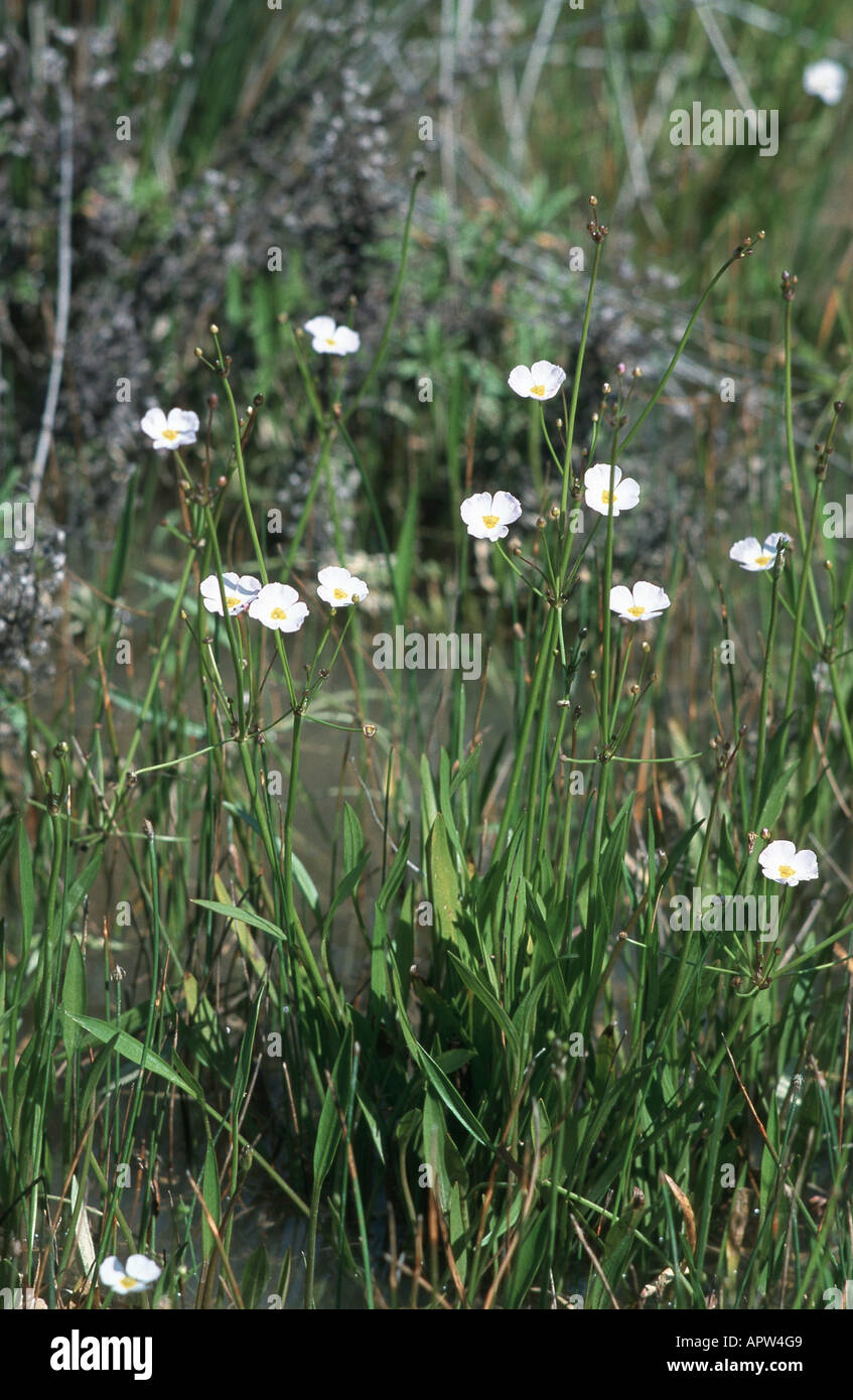 lesser water-plantain (Baldellia ranunculoides), blooming plant, Portugal Stock Photo