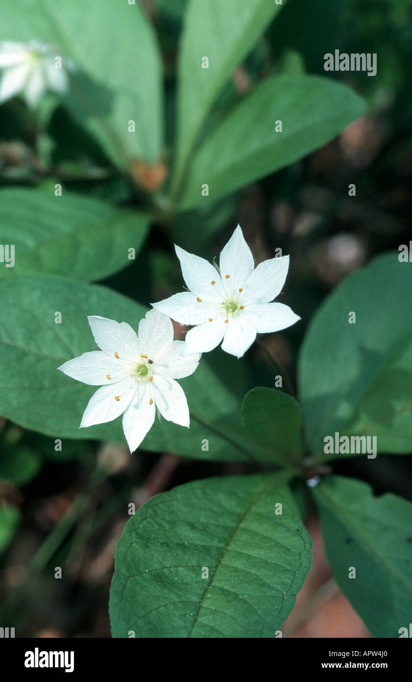 chickweed wintergreen (Trientalis europaea), plant with two blossoms, Sweden Stock Photo