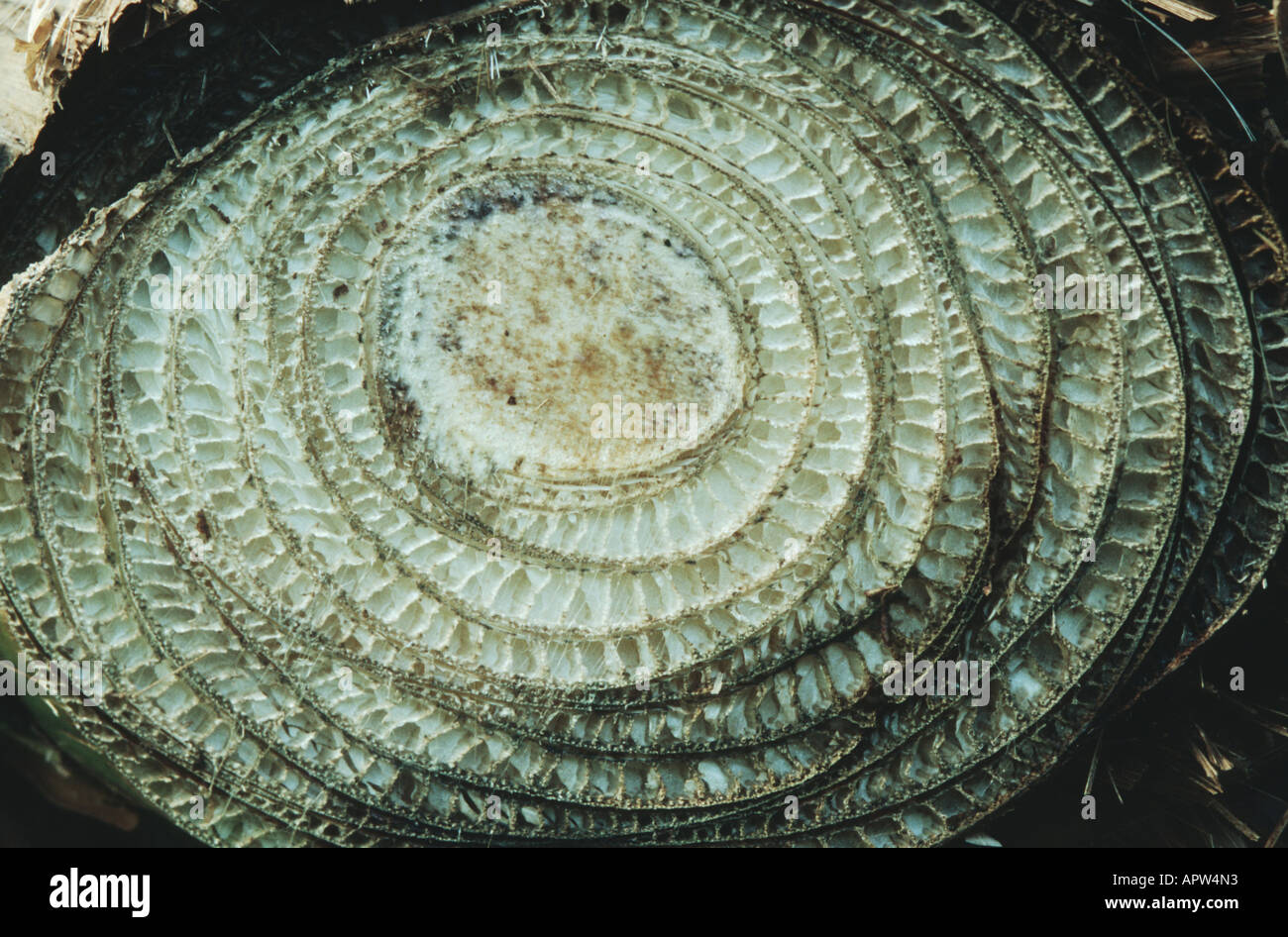 Banana stem cross section hi-res stock photography and images - Alamy