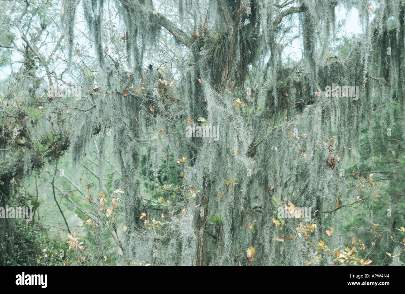 old man's beard, spanish moss (Tillandsia usneoides), hanging on the