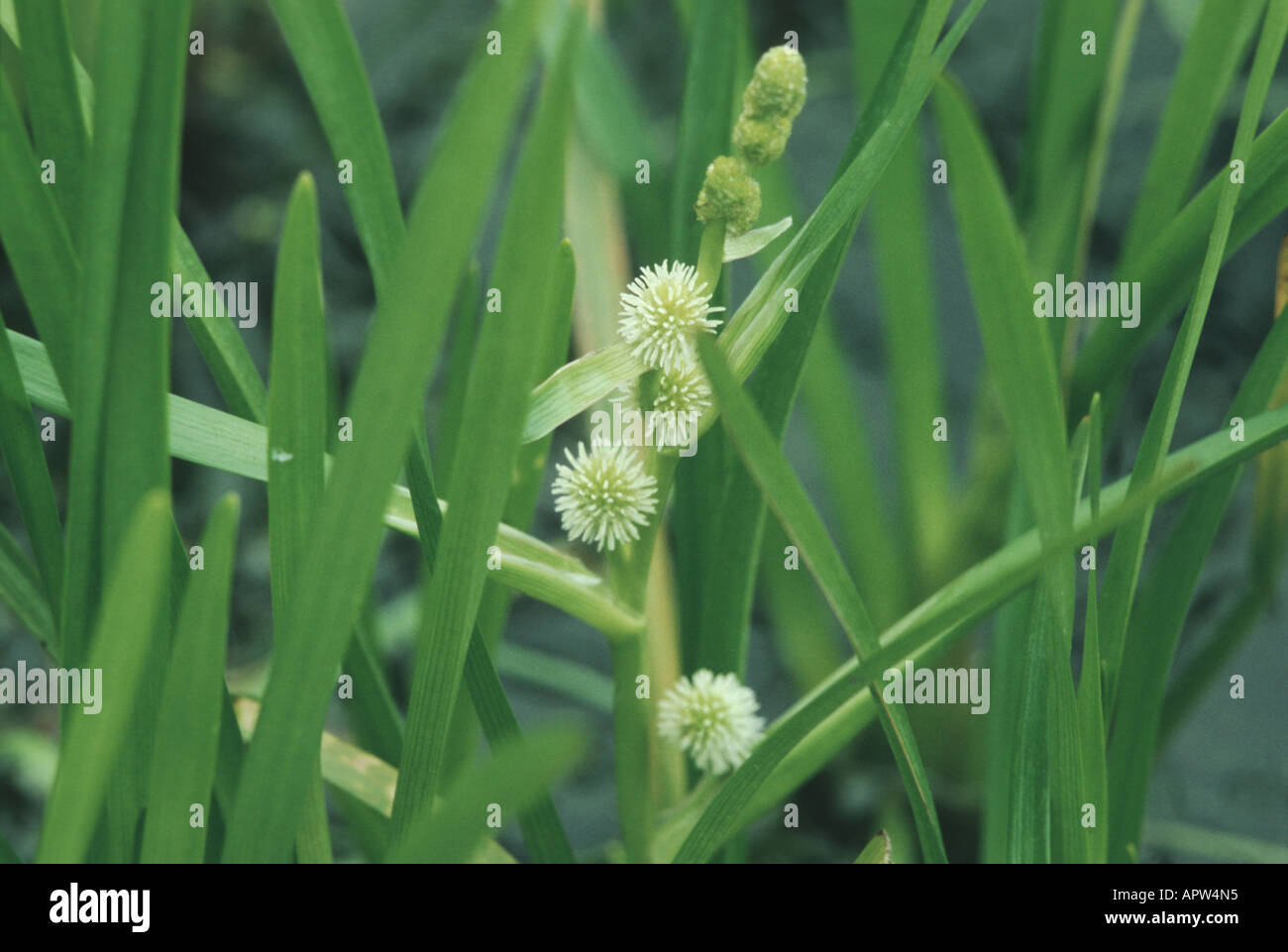 small bur-reed (Sparganium minimum, Sparganium natans), blooming Stock Photo