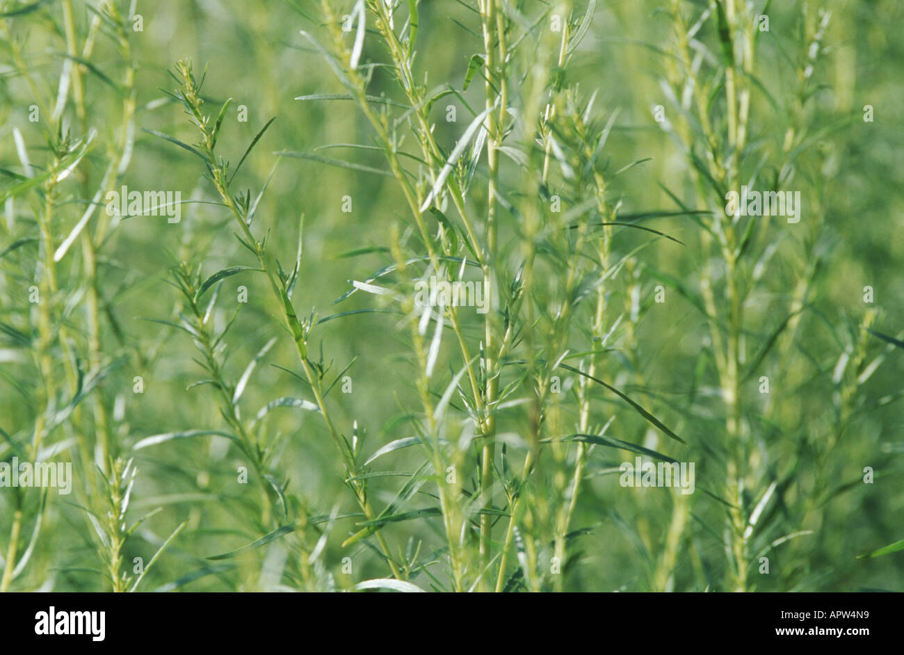 dragon sagewort, tarragon, estragole, esdragol, esdragon (Artemisia dracunculus) Stock Photo