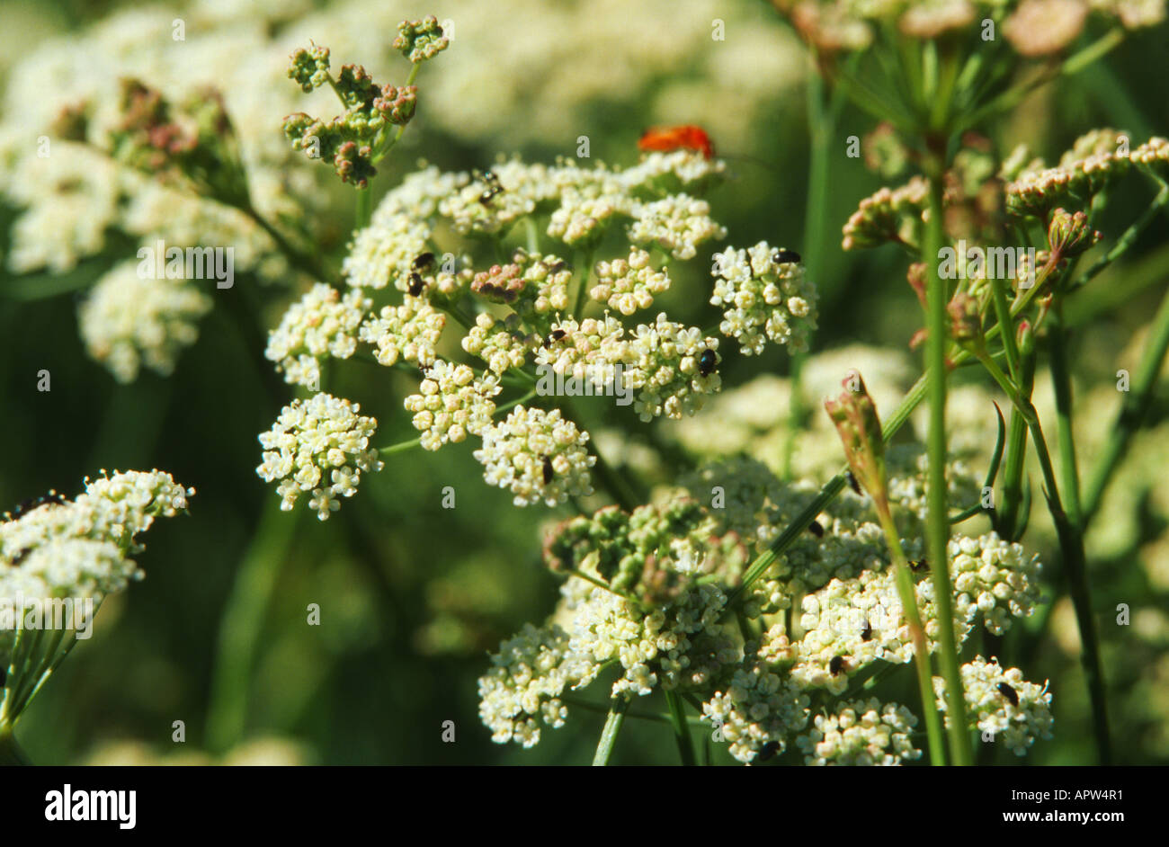 Bergseselie (Seseli montanum), blooming Stock Photo