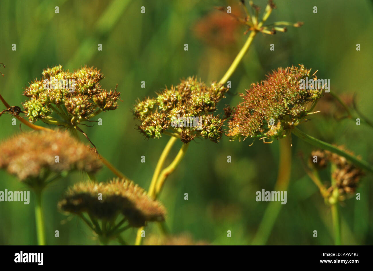 great pignut (Bunium bulbocastanum, Bunium bulbocastaneum), infrutescences Stock Photo