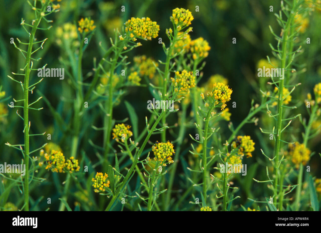 treacle mustard, wormseed mustard, wallflower mustard, wormseed