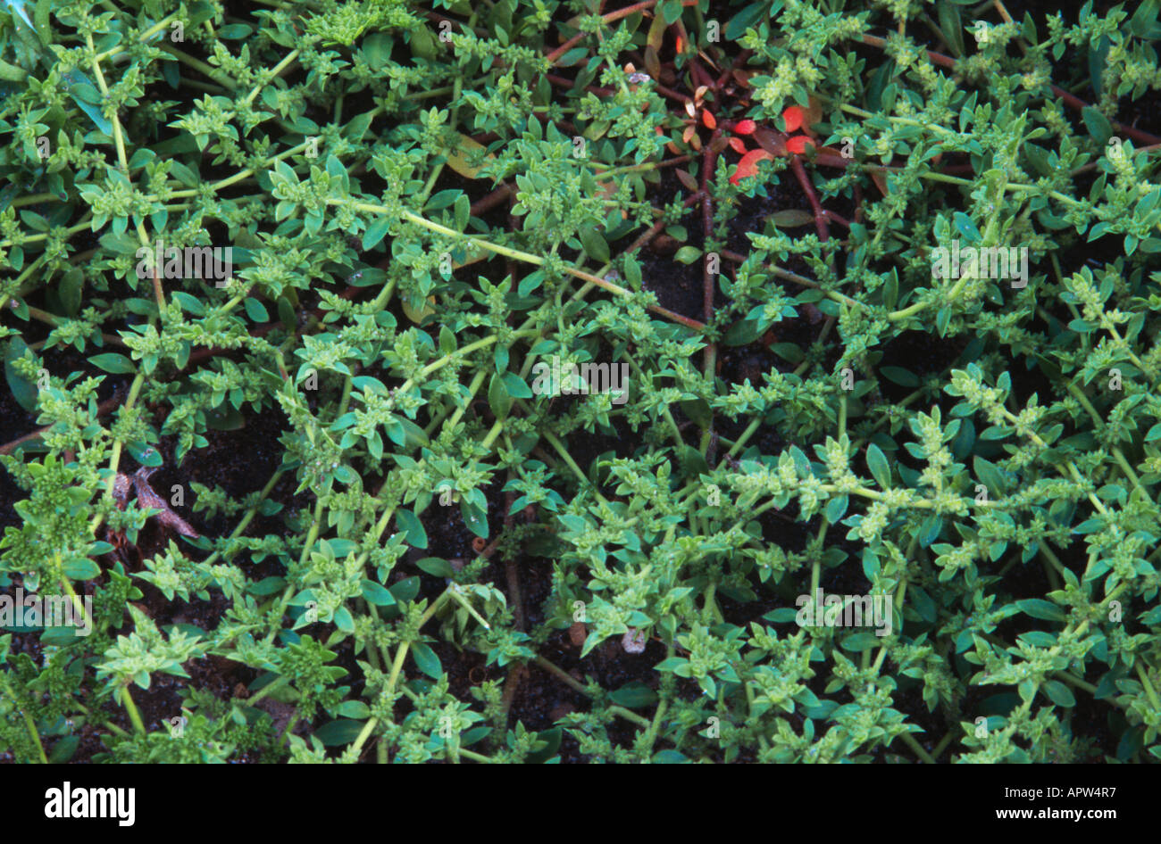 hairy rupturewort (Herniaria hirsuta), blooming Stock Photo