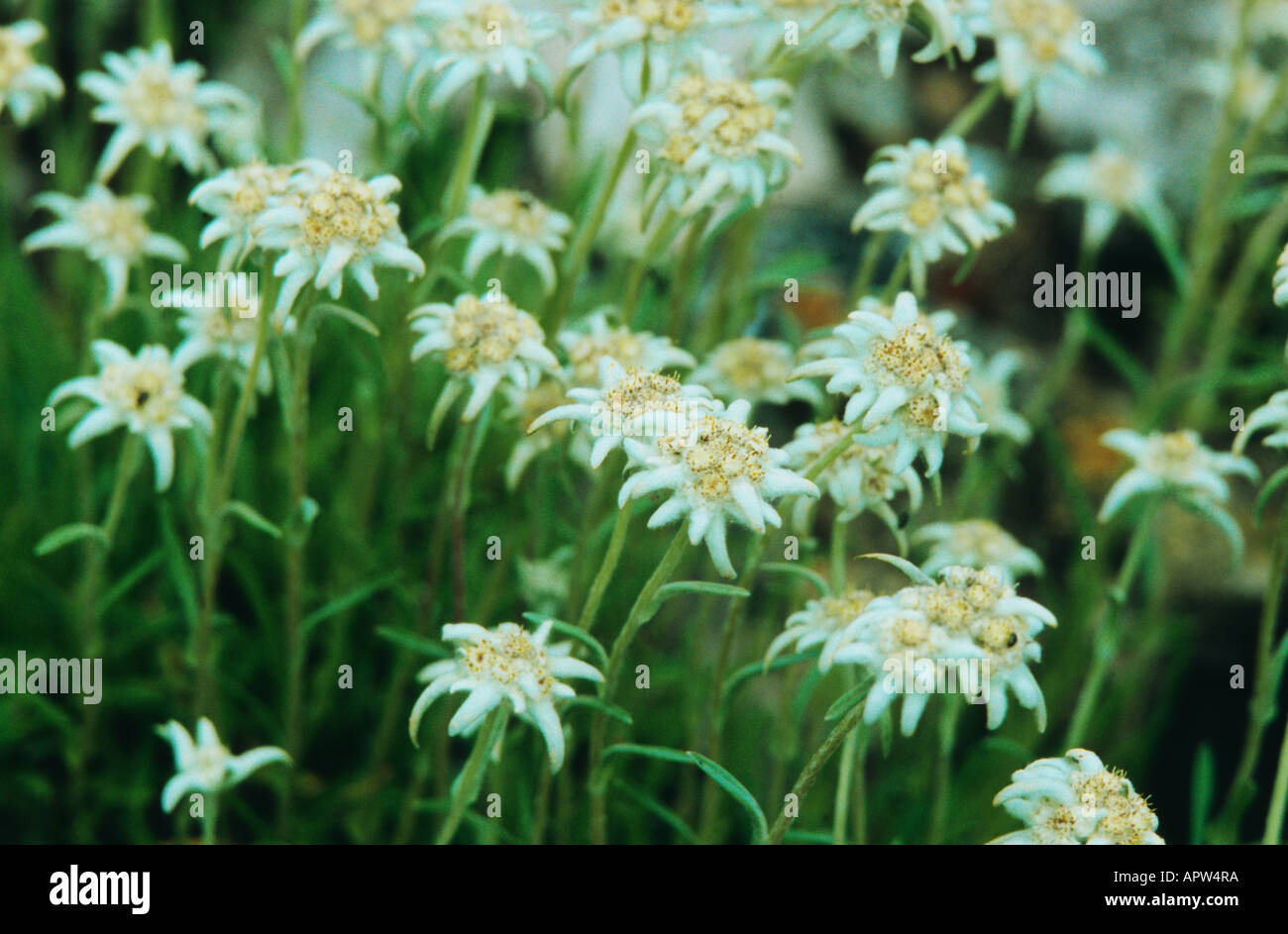 edelweiss (Leontopodium alpinum ssp. alpinum), blooming; the plant is displayed on the Austrian 5 Cent coin Stock Photo
