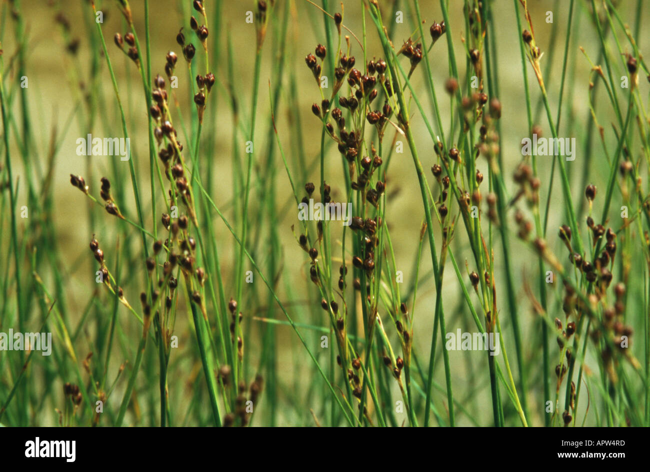 black grass rush, black-grass rush, salt-marsh rush (Juncus gerardii) Stock Photo