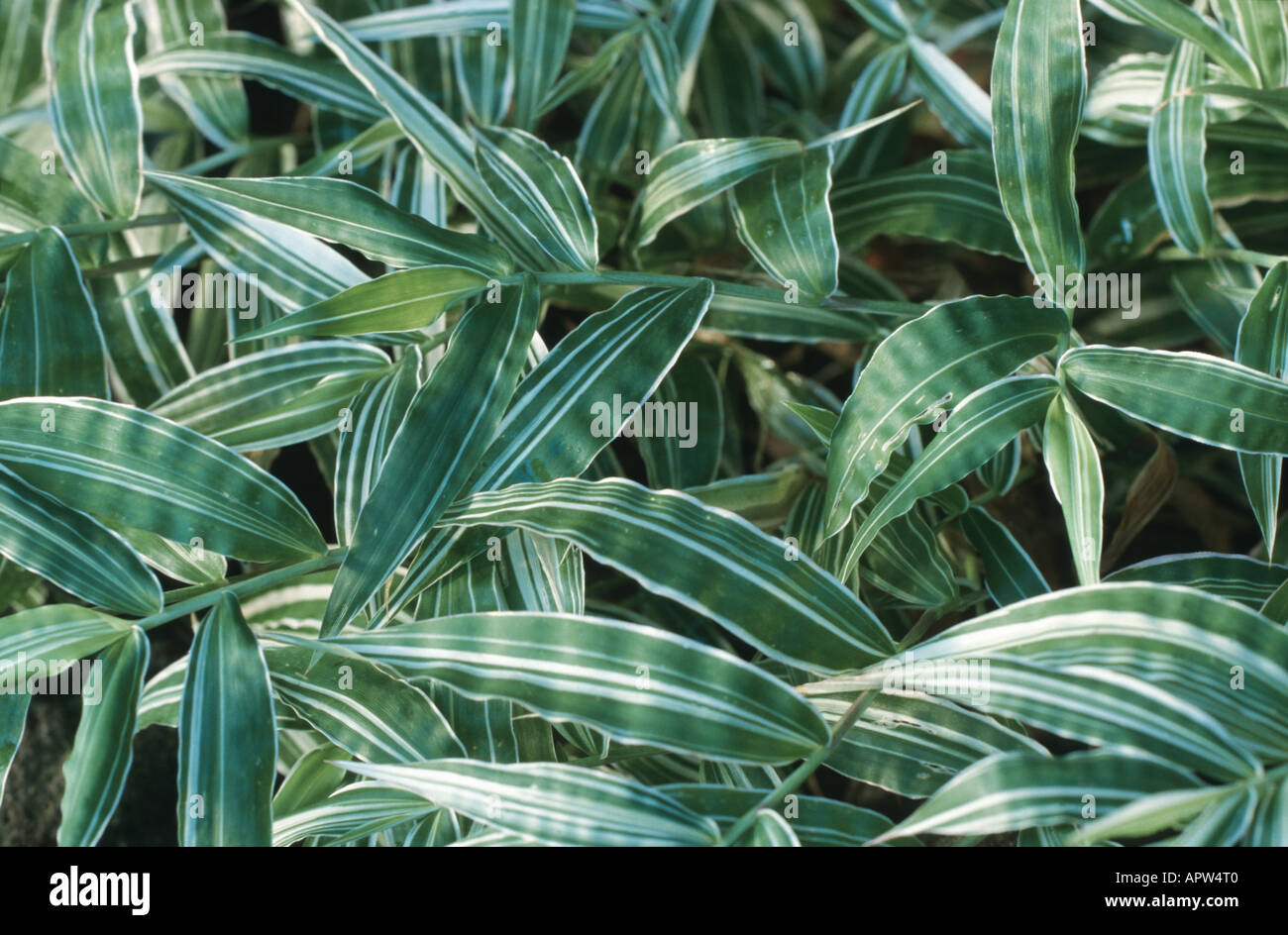 basketgrass, bristle basketgras (Oplismenus hirtellus var. variegatus, Oplismenus hirtellus 'Variegatus'), foliage Stock Photo