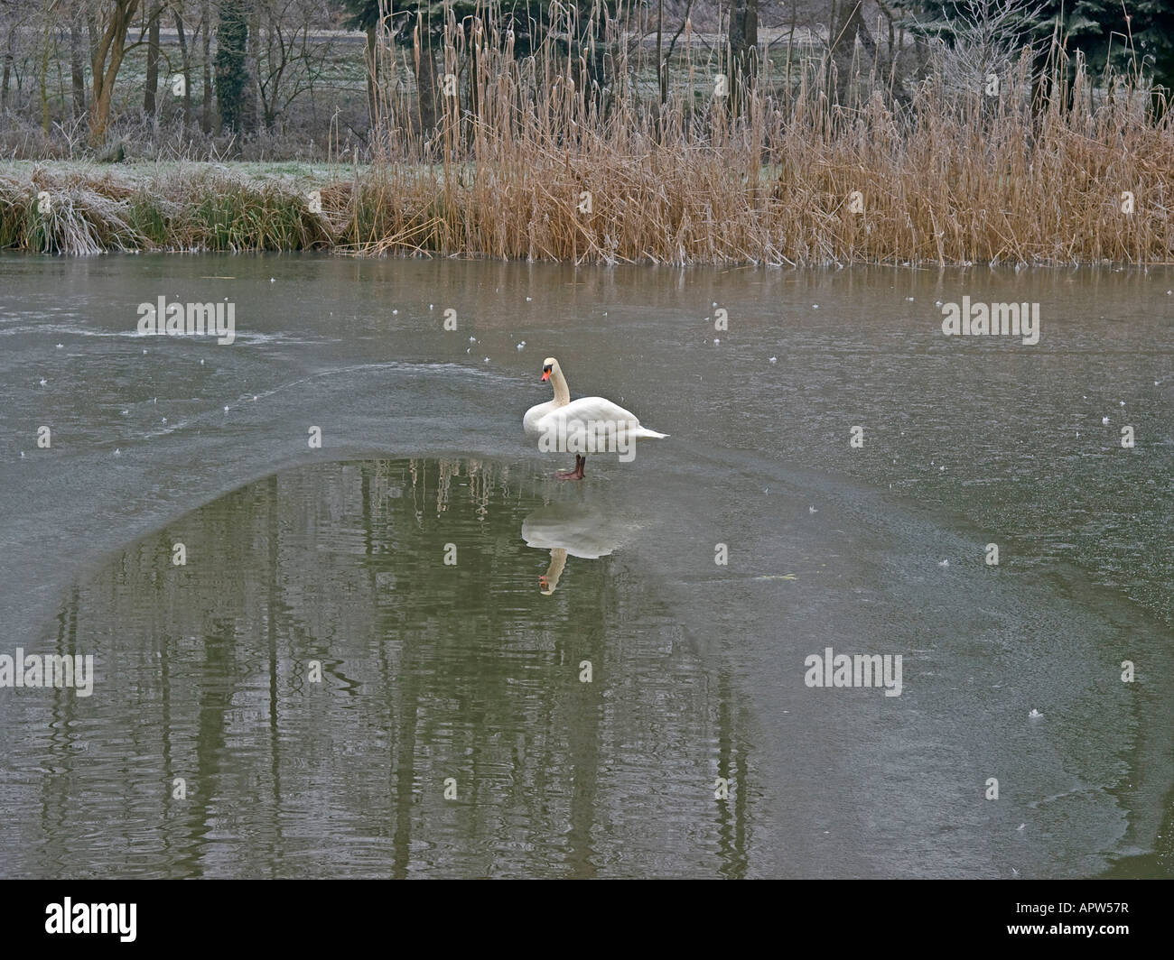 swan standing on ice on a frozen pond in winter time Stock Photo