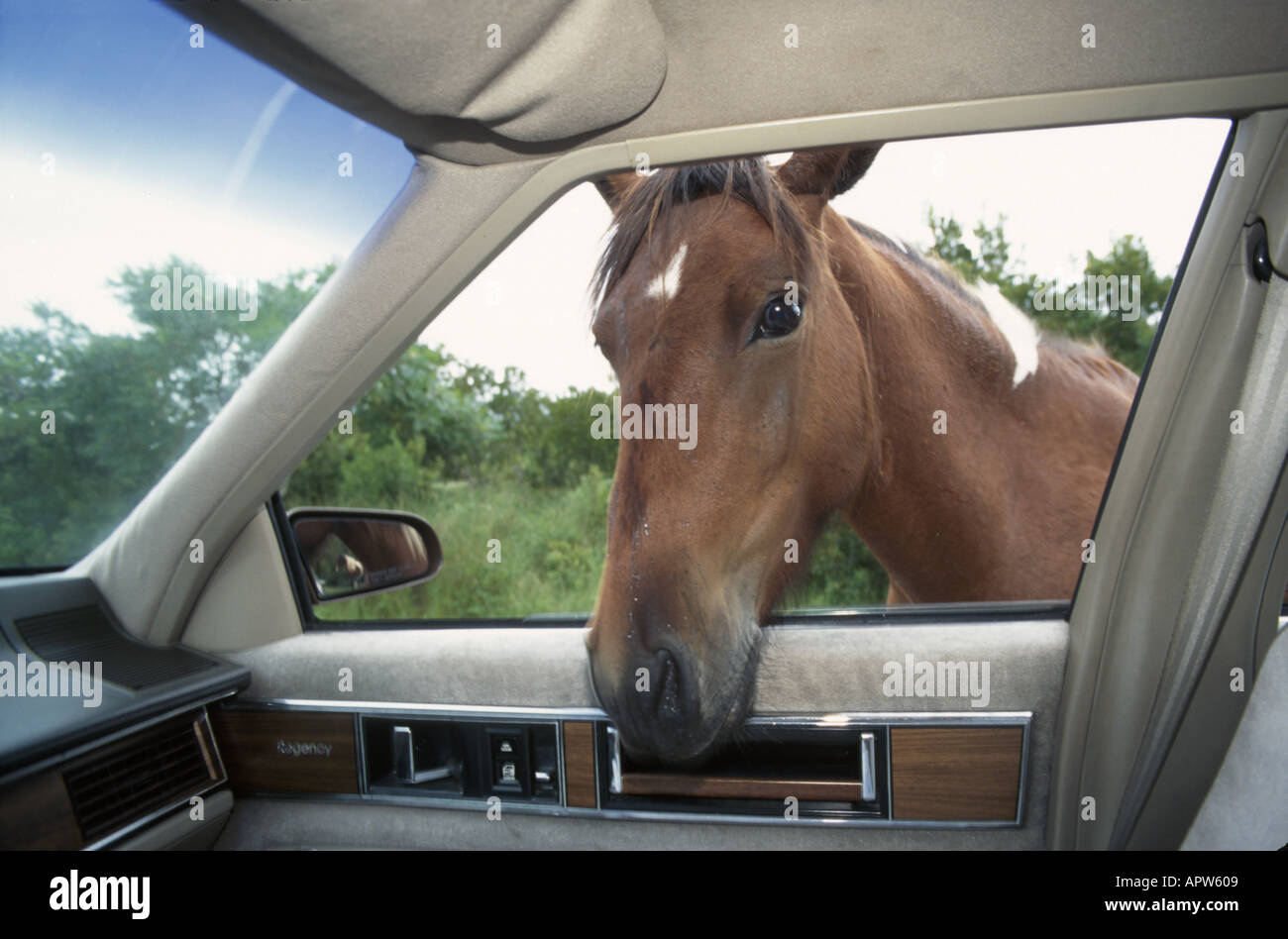 Maryland,MD,Mid Atlantic,Old Line State,Assateague Island State Park,public land,recreation,Bayberry Drive,wild pony,animal,equine,nature,car window,M Stock Photo