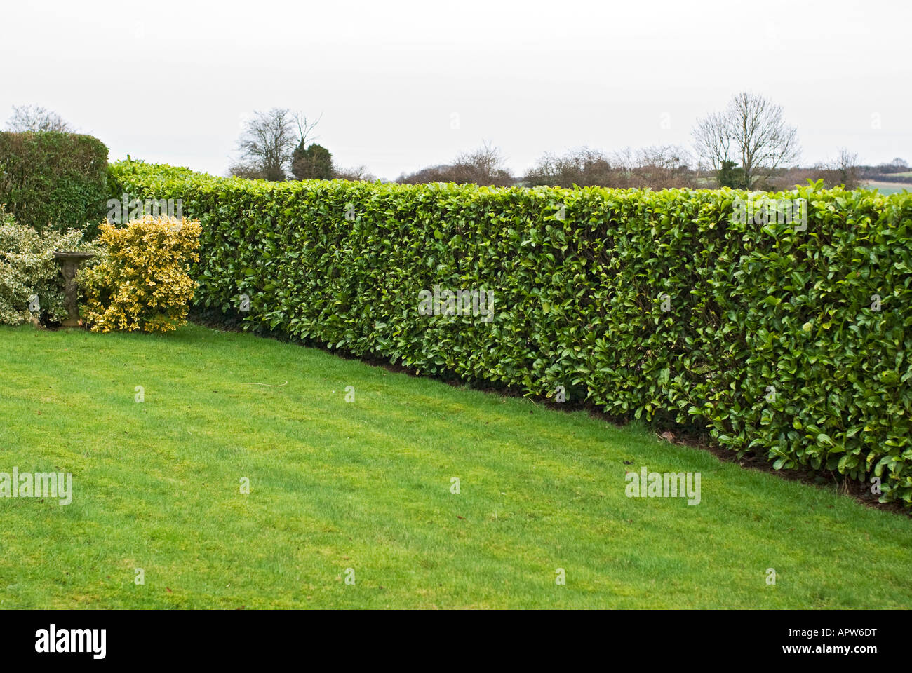 Neatly clipped laurel hedge in a Wiltshire garden UK Stock Photo