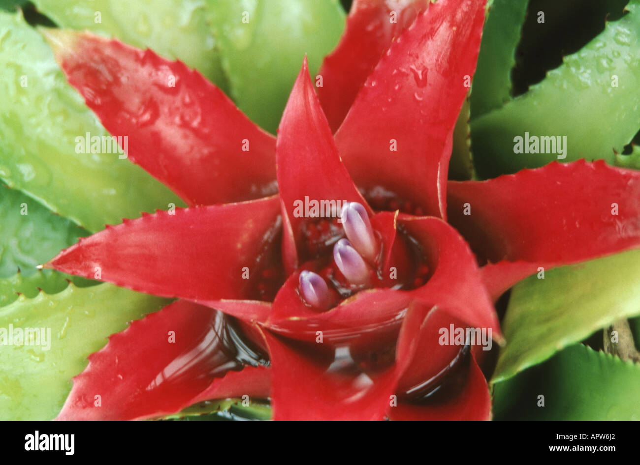 Blushing Bromeliad (Nidularium fulgens), in bud with red coulered bracts Stock Photo