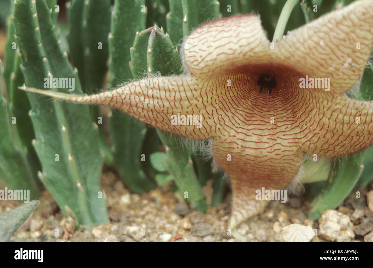 Carrion Plant, Carrion Flower, Giant Toad Plant, Starfish Flower (Stapelia gigantea), flower Stock Photo